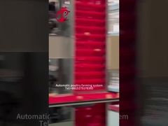 Tipo automático jaula de la colección A del huevo de la capa del pollo para la granja avícola Rose