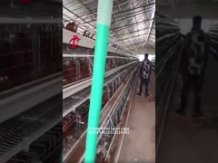 Jaula de batería de pollo de 3 o 4 niveles tipo A o H para granja de pollos Doris