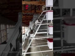 Jaula automática de la capa del huevo de la batería del equipo de la jaula del pollo de 96 pájaros para las ponedoras en el iris de Nigeria