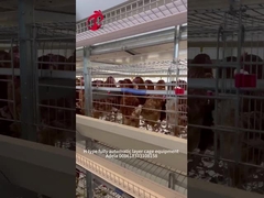 Sistema de jaula de cría automática de aves de corral tipo H más popular para granjas Adela