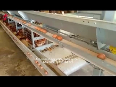 Tipo 30000 jaula automática de H del pollo de la capa del huevo de los pájaros con el Ada de la banda transportadora del abono