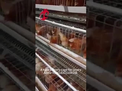 Sistema de jaula de capa de alta resistencia de acero baja carbono galvanizado en caliente en África Adela