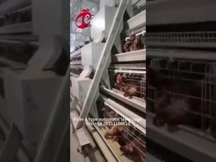 Precio de fábrica en el equipo completamente automático profesional de la jaula del pollo para el iris de la casa de pollo