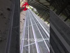 Cajera de capas de aves de corral semiautomática 15000 aves Cajera manual de aves de corral en Nigeria Iris