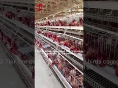 Agricultura en capas Uso de 2 capas Cajera de baterías Casita de aves de corral Bañada en caliente Arenisca galvanizada