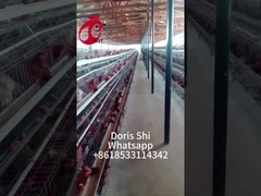 3 o 4 niveles de cría de pollos Jaula H cinturón Sistema de limpieza manual 2x2x1.6 metros Doris