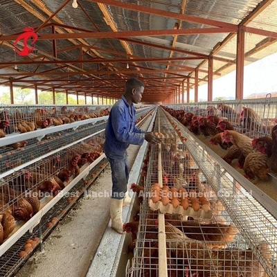 Monte fácilmente el pollo de 2.4m m que la jaula de batería galvanizó un marco Emily