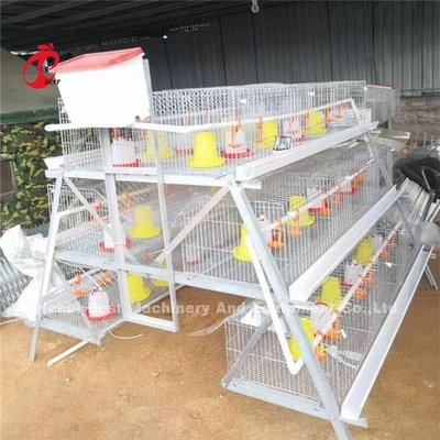 Chicken Cage of Poultry Chicks Ada Chicken Cage of Poultry Chicks Ada Chick cage of poultry Chick of poultry Chick of poultry Chick of poultry Chick of poultry Chick of poultry Chick of poultry Chick of poultry Chick of poultry Chick of poultry Chick of poultry Chick of poultry Ada