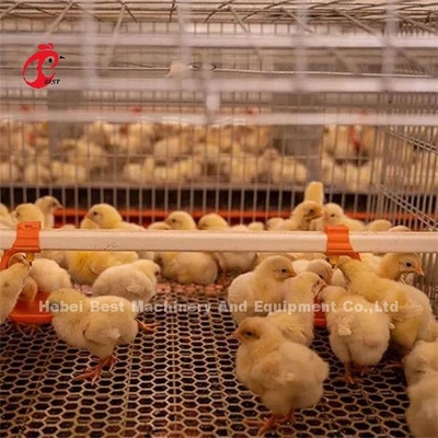 Chicken Cage of Poultry Chicks Ada Chicken Cage of Poultry Chicks Ada Chick cage of poultry Chick of poultry Chick of poultry Chick of poultry Chick of poultry Chick of poultry Chick of poultry Chick of poultry Chick of poultry Chick of poultry Chick of poultry Chick of poultry Ada