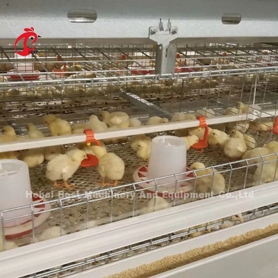 96 pájaros un tipo - granja Doris de Chick Brooder Cage In Chicken de 1 - 12 semanas