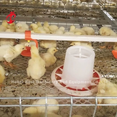Tipo A/H Pullet Cajera de pollo Bebé Pollitos de incubadora Cajera Mia