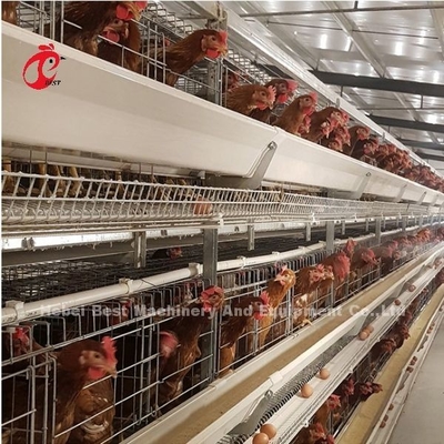 El sistema completamente automático H de la jaula de batería de las aves de corral de 100 pollos mecanografía a Adela galvanizada caliente