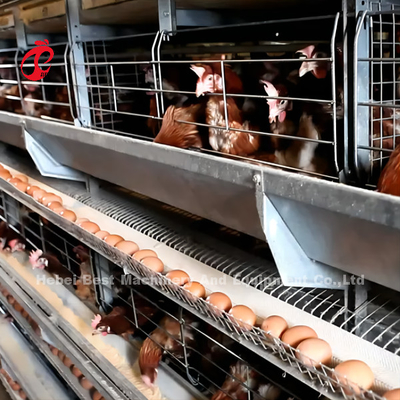 Sistema de batería automático del Hdg de avicultura con el bebedor Rose de la entrerrosca