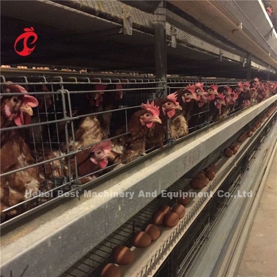 Sistema de jaula de baterías para pollos de pollo y aves de corral