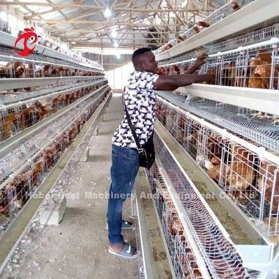 Avicultura de la jaula de batería de los pájaros de las ponedoras 256 en Zambia Sandy