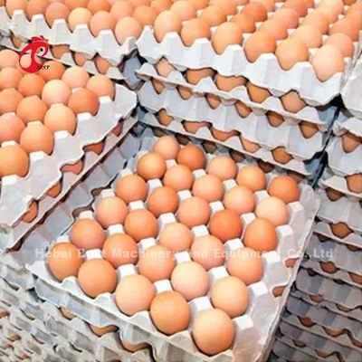 Un sistema de jaula de baterías de tipo de capa en 5000 huevos ponedoras en la granja de gallinas Mia