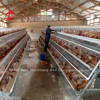 Bebedor automático alimentador de aves de corral gallinas jaulas 10000 capa de huevo Ada