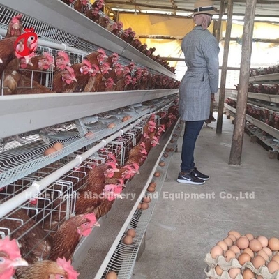 5 sistema galvanizado de la jaula de la capa de las aves de corral de la grada 200 pájaros para la granja de pollos Sandy