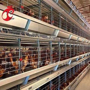 Equipo automático de jaula de gallinas tipo A o H de alimentación sistema de recolección de huevos para 35.000 aves Doris
