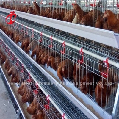 450cm2 Tipo H Sistema automático de jaula de batería de pollo con alimentador Adela