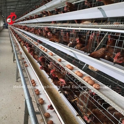 Cajera de baterías de alambre de acero inoxidable para pollo 432cm2 Área Ave Adela