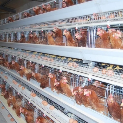 110 kg de acero galvanizado Cajera de capa de pollo automática Cajera de capa de batería Doris