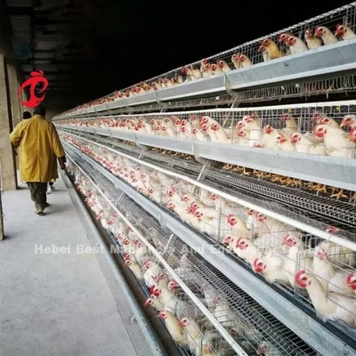 110 kg de acero galvanizado Cajera de capa de pollo automática Cajera de capa de batería Doris