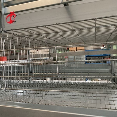 20 años de la vida útil de la capa de la avicultura del pollo de equipo automático de la jaula para 20.000 capas de Adela