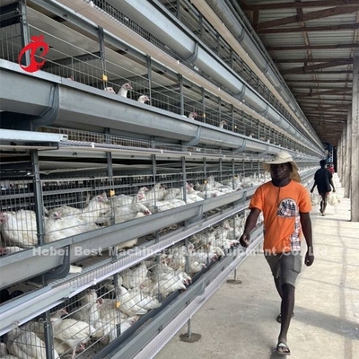 Equipo de jaula de pollo automático galvanizado para granjas de pollos