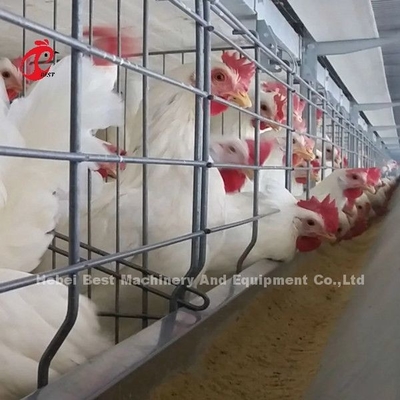 Sistema de alimentación automático de la jaula de batería de la parrilla para cultivar el espacio de ahorro Emily