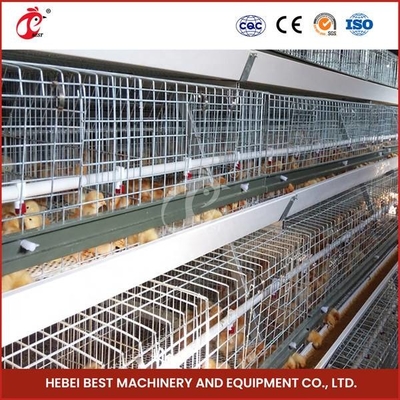 Sistema automático de la jaula del empollamiento de las aves de corral de los pájaros del arreglo para requisitos particulares 120 para los polluelos Sandy del pollo