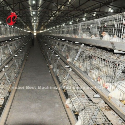 Sistema de jaula de pollos de carne estable tipo A o H Jaula de pollo totalmente automática Doris Shi