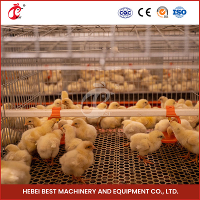 Los altos pájaros del sistema 112 de la jaula del pollo tomatero de las aves de corral de la durabilidad irisan