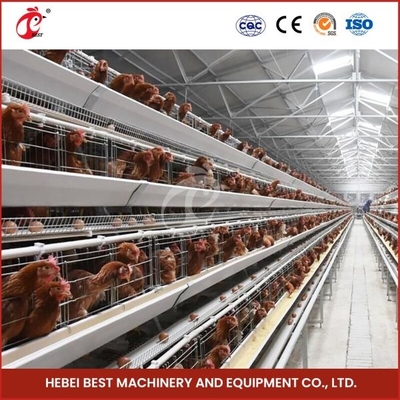 Equipo automático de la jaula del pollo un sistema Doris Shi de la jaula de la capa de la grada del marco 4