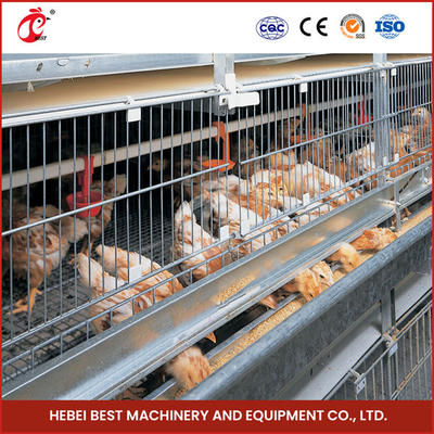 Equipo automático galvanizado profundo caliente del gallinero de pollo para la avicultura Emily