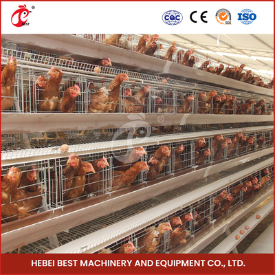 25 años de 90-200 de los pollos de sistema de alimentación del pollo automático con el iris automático del bebedor