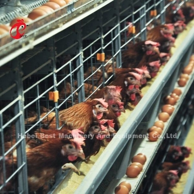 200 pájaros automática de gallina de la caja de la batería para la venta de la capa de huevo de la jaula de la granja Ada