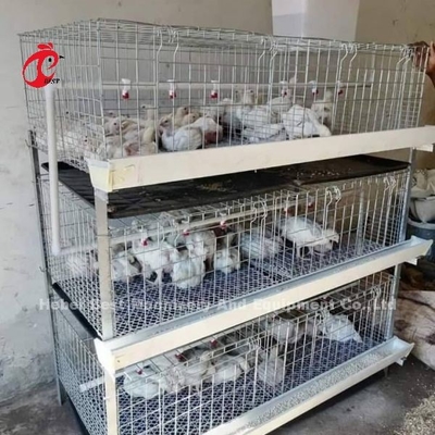 A y H Tipo de pollos de engorde Batería de la jaula de pollo durante 45 días pollos de engorde Emily