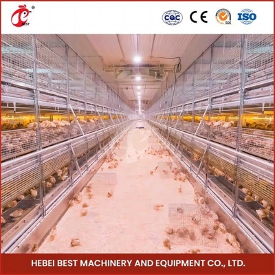 Tipo H Cajera de reproducción de pollos de cultivo Sistema de alimentación automático completo Rosa