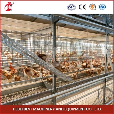 Cajera de pollo automática de tipo A Cajera de pollo para granjas comerciales Cajeras de pollo para granjas avícolas Emily Wang