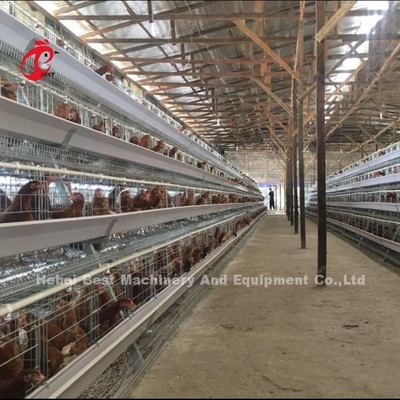 3 niveles de 40 cm de altura de la célula de la capa de sistema de jaula de la batería para mejorar la productividad de la capa Iris