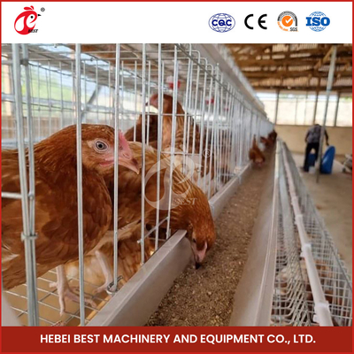 Granja de pollos 1000 Aves Sistema de jaula de batería automatizada Pollo 4 celdas para pollos Estrella