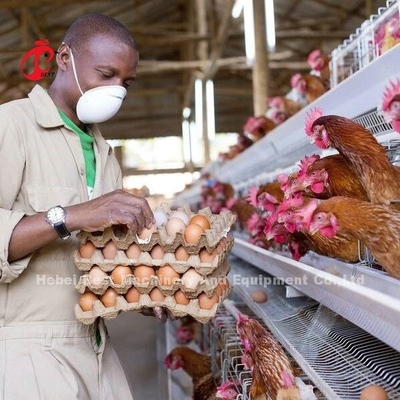 La crianza de gallinas se hace fácil con la jaula de capas de aves de corral en A o H Tipo 450cm2 Ada