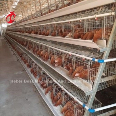Sistema de jaula de pollo de avicultura de tipo A con manual en inglés