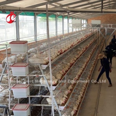 8 Cajera de pollo de acero para poner huevos Iris