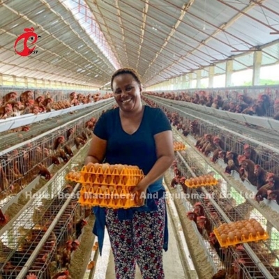 Sistema de jaula de cultivo de aves de corral de nivel 5 con máquina automática de recolección de huevos iris galvanizado