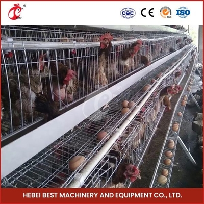 80-100kg Peso de la jaula en forma de H Cajera de pollo automática Cajera de pollo automática Cajera de pollo Rosa Rosa para capas Rosa