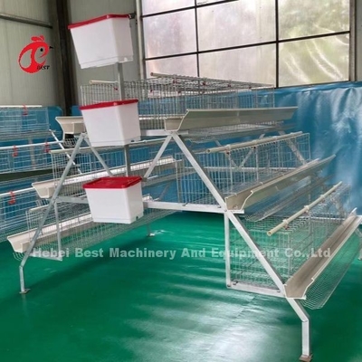 96-200 Aves Capacidad Cajera de capa blanca en Nigeria Estrella de acero galvanizado por inmersión en caliente