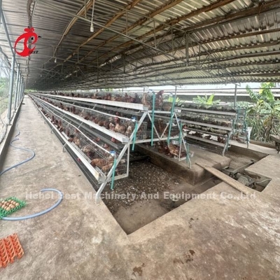 Sistema de jaula de baterías de nivel 3 o 4 para 500-1000 iris de aves