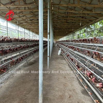 Mejor Marca Confiable Sistema de Crianza de Aves en Jaula de Gestión de Aves Iris